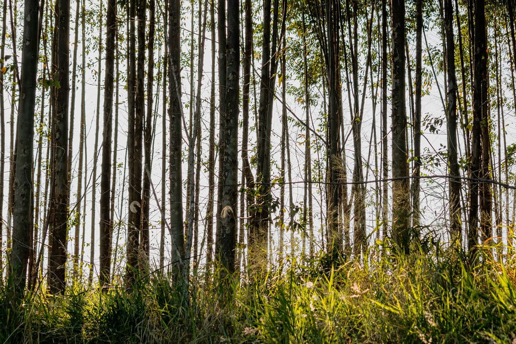 Eukalyptusbäume auf der Fazenda Matão