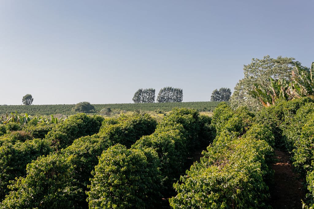 Reife Kaffeesträucher mit Schattenbäumen am Horizont